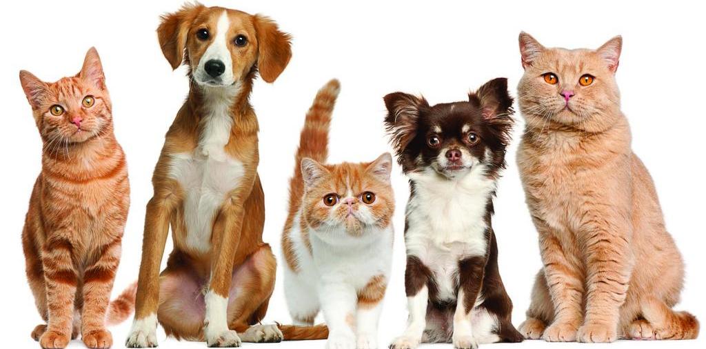 Доска объявлений о животных | ЗооТом - продажа, вязка и услуги для животных в Гвардейске
