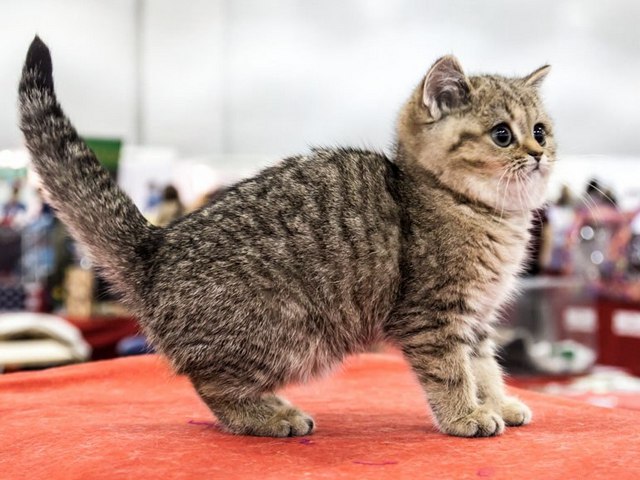 Породы кошек в Гвардейске | ЗооТом портал о животных