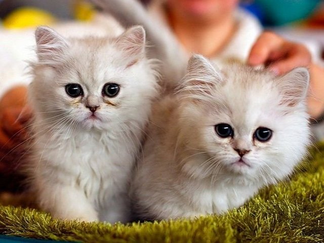 Породы кошек в Гвардейске | ЗооТом портал о животных