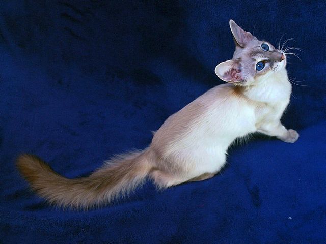 Выведенные породы кошек в Гвардейске | ЗооТом портал о животных