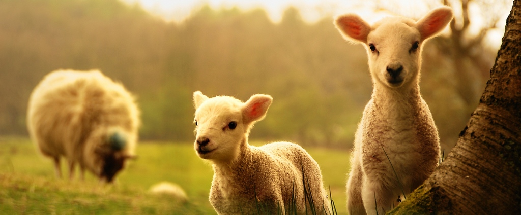Объявления о сельскохозяйственных животных | ЗооТом - продажа, вязка и услуги для животных в Гвардейске