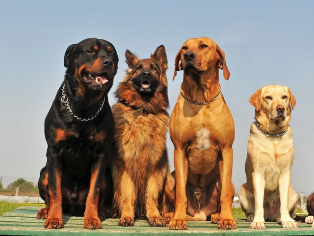 Крупные породы собак в Гвардейске | ЗооТом портал о животных