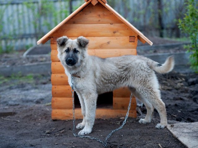 Все о собаках в Гвардейске